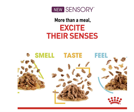 Royal Canin Sensory Feel Adult Wet Cat Food (in Gravy)