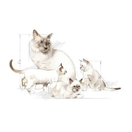 ROYAL CANIN® Babycat Milk Wet Kitten Food
