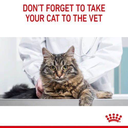 Royal canin cat food dental clearance care